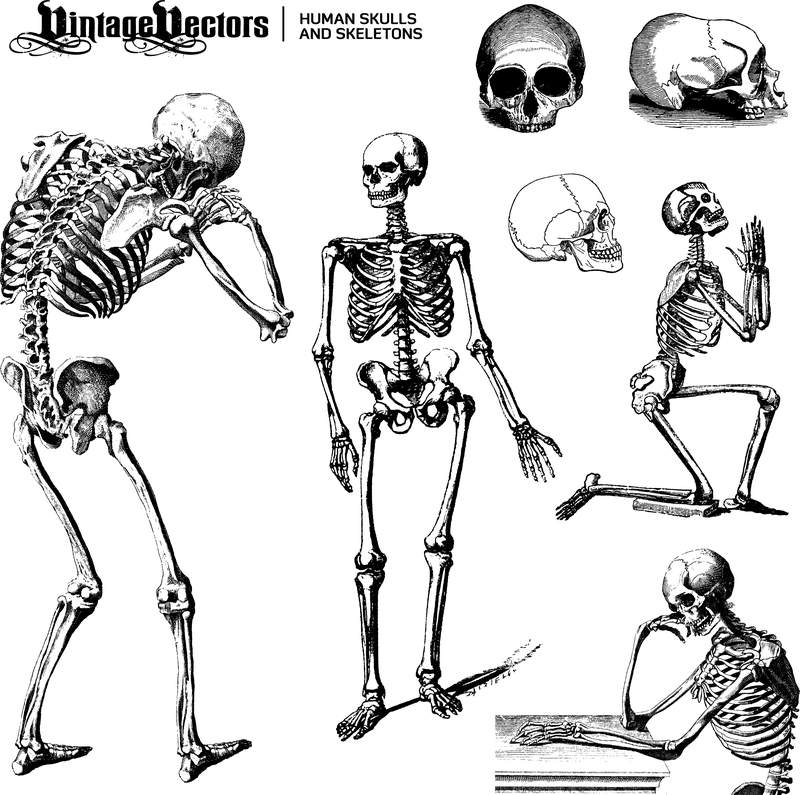 Menschliche Schädel und Skelette