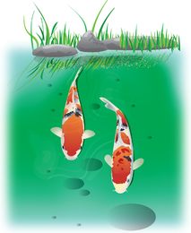 Koi Vektor