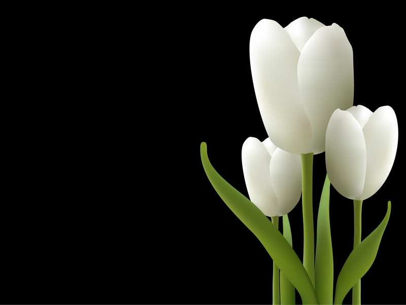 Weißer Tulpen-Vektor