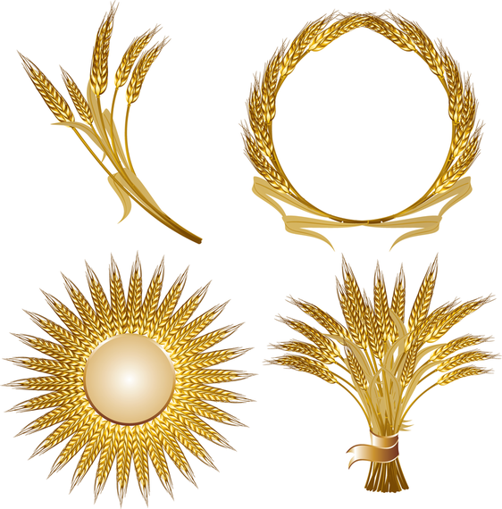 Golden Wheat Vector Golden Wheat Vector