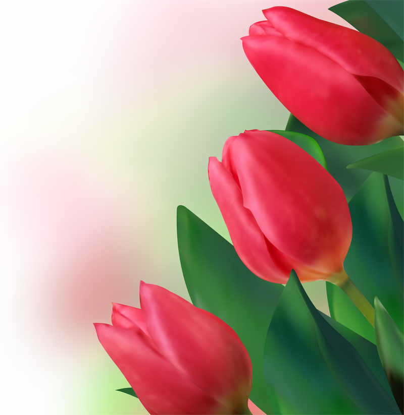 Bright Tulips 02 Vector - Vector download