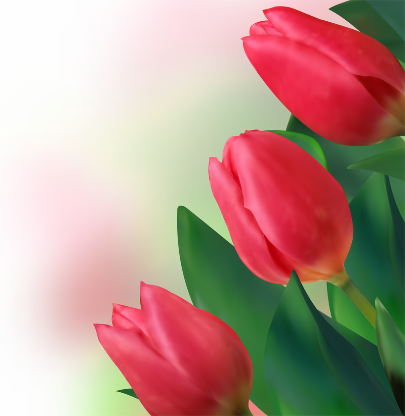 Tulipanes brillantes 02 Vector
