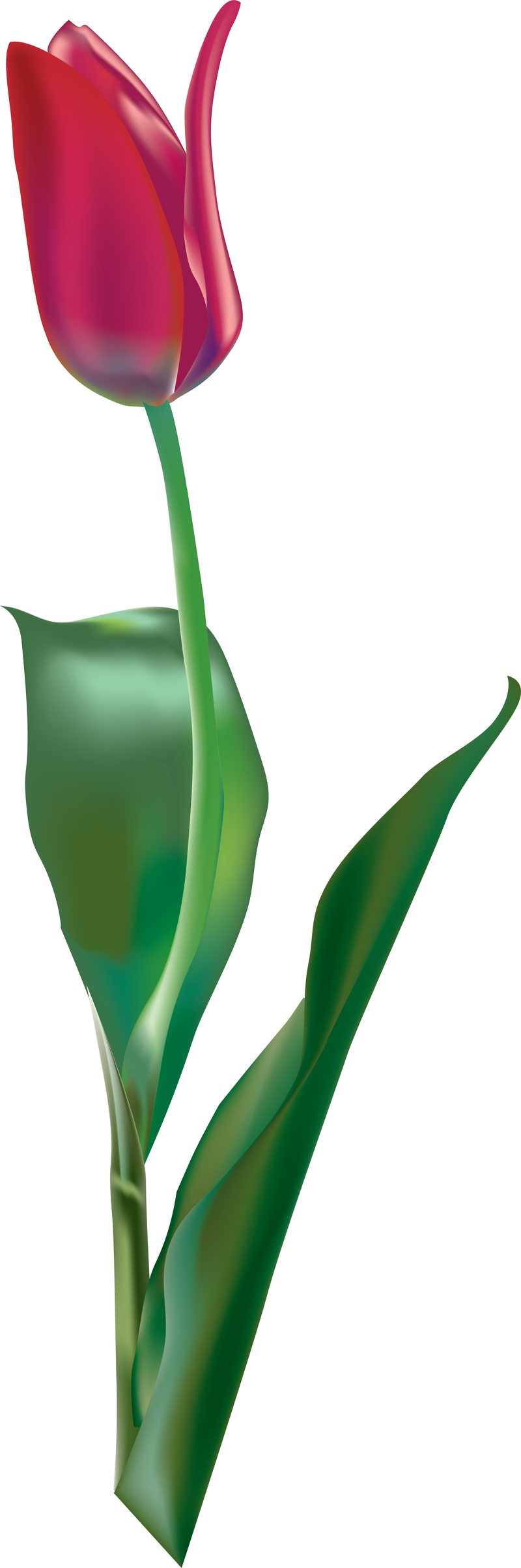 Vector de tulipán