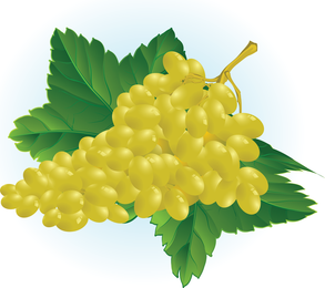 Kostenlose Trauben-Vektor-Illustration
