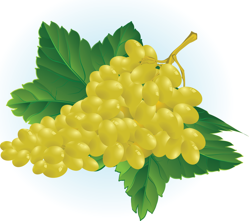 Ilustración de vector de uva gratis