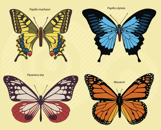 Imágenes de mariposas