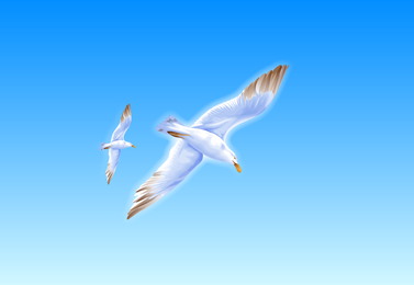 Exquisito vector de gaviota