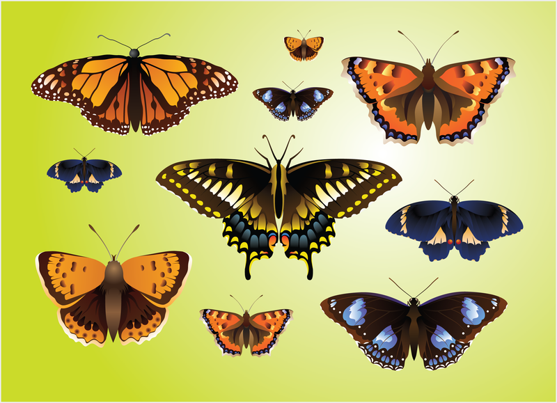 Realistische Schmetterlingsvektoren