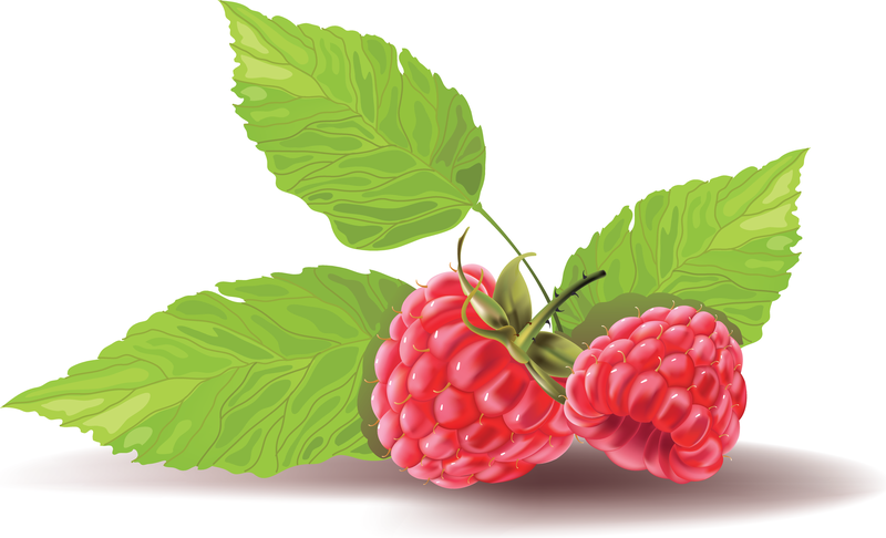 Raspberry Vector Raspberry Vector