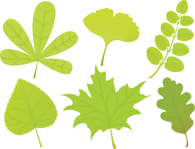 Una variedad de formas de hojas 04 Vector