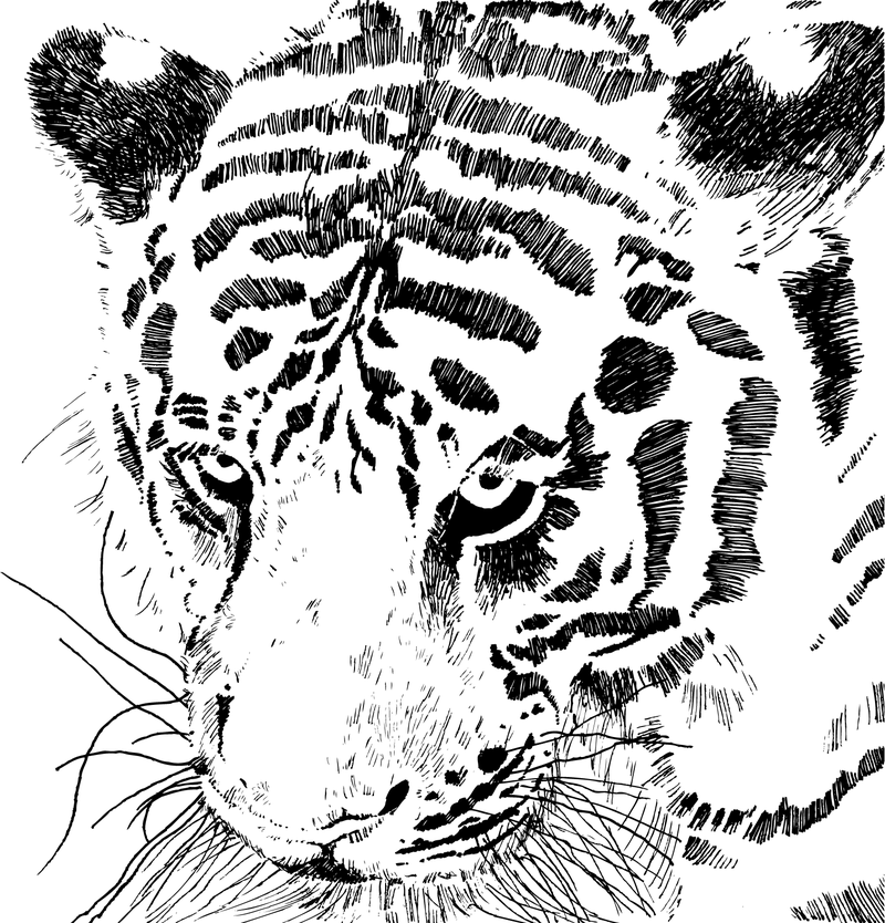 Tiger Bild 16 Vektor