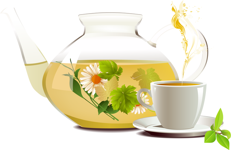Chrysanthemum Tea Tea 01 Vector Vector download
