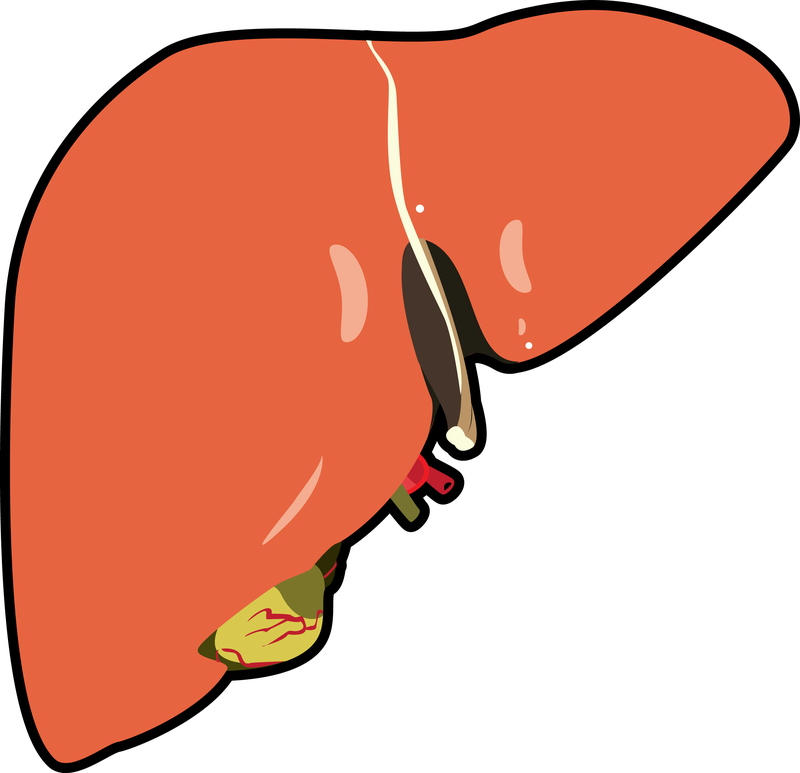 Human Liver Vector Download