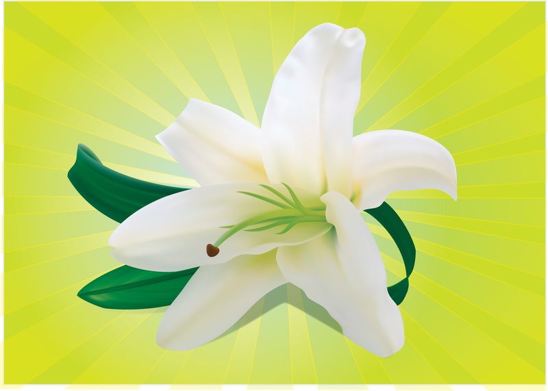 White Orchid Vector Download