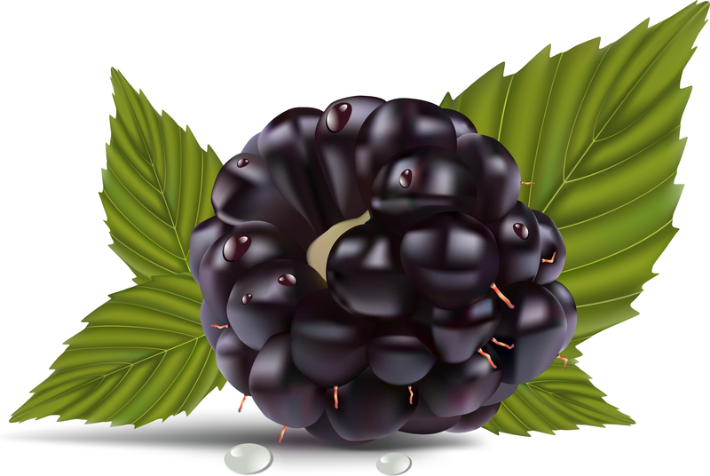 Saborosas uvas realistas com folhas