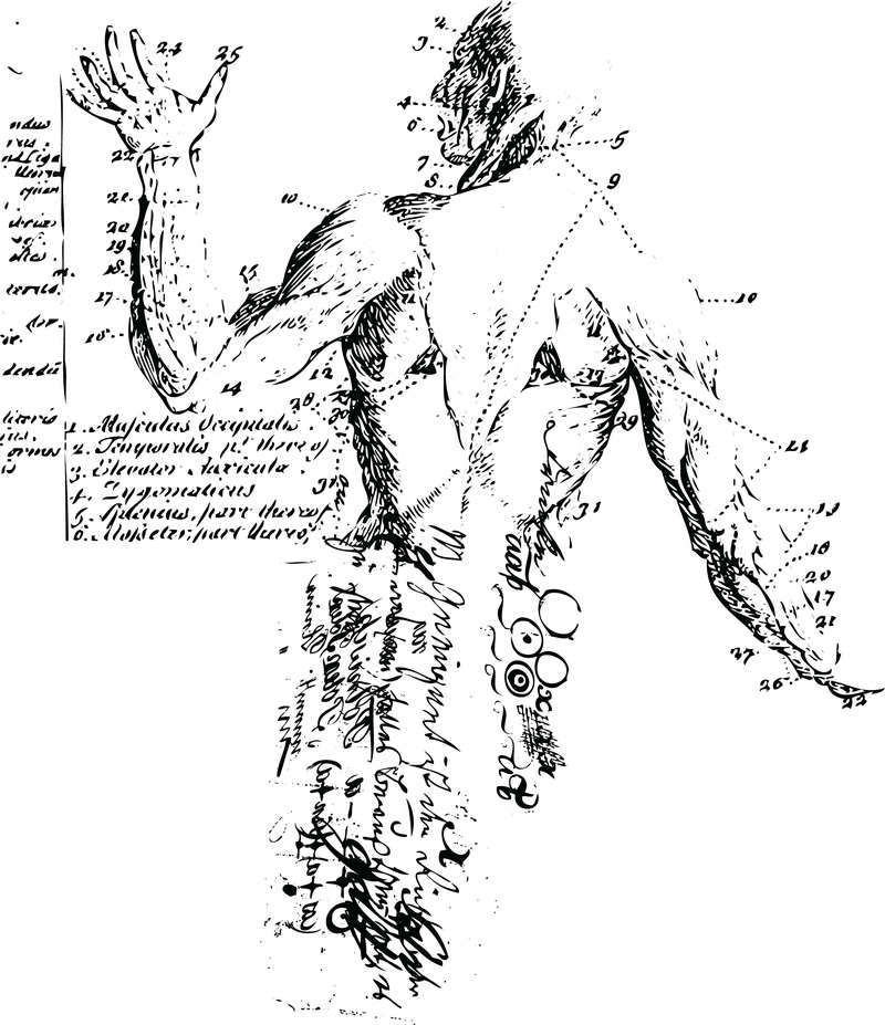 Vectores de ilustración de cuerpo anatómico