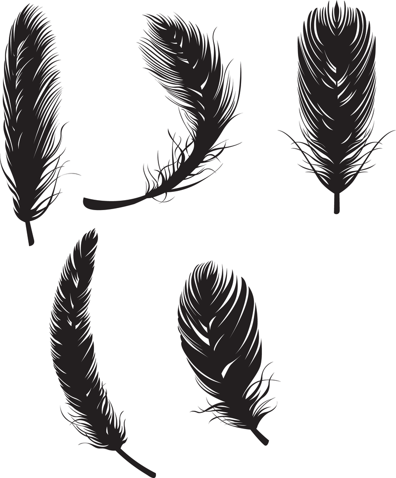 feather illustration vector free download