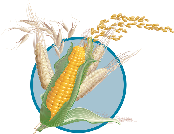 Corn Wheat Vector Vector download