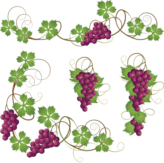 Purple Grapes And Grape Leaves Vector Purple Grapes And Grape Leaves Vector
