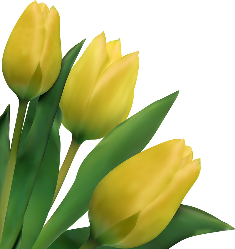 Tulipanes brillantes 03 Vector