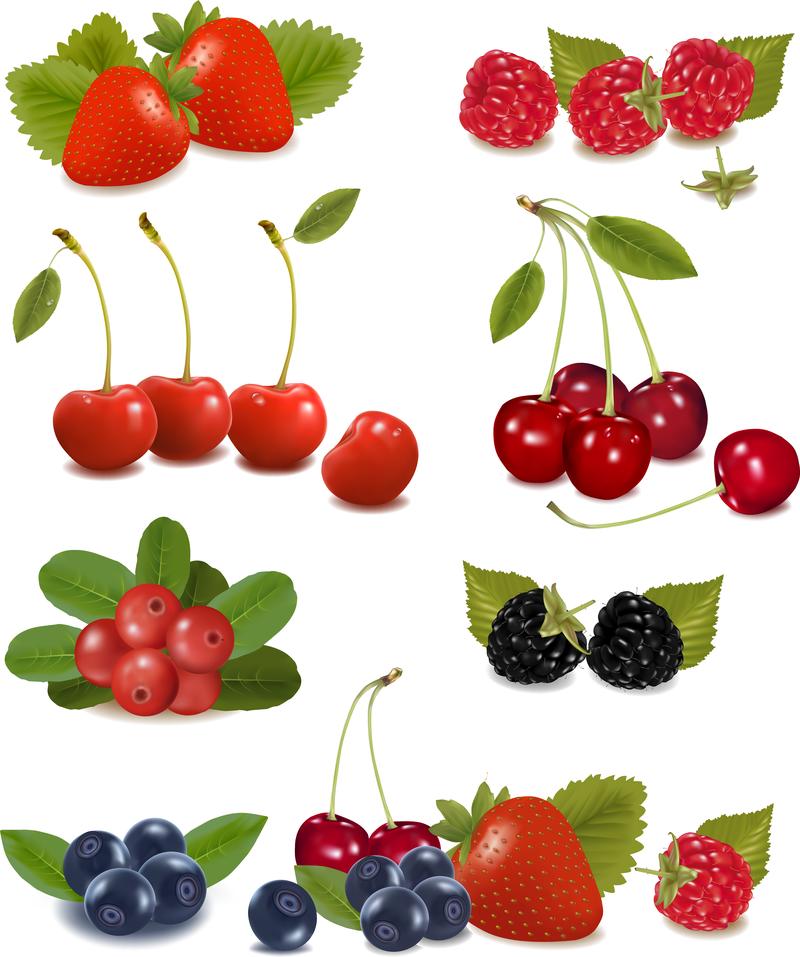 Isolated realistic fruits illustration - Vector download