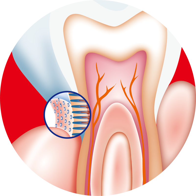 Zahn interner Vektor
