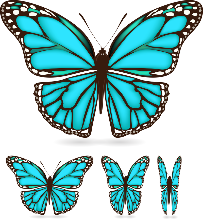 Hermosa mariposa 03 Vector