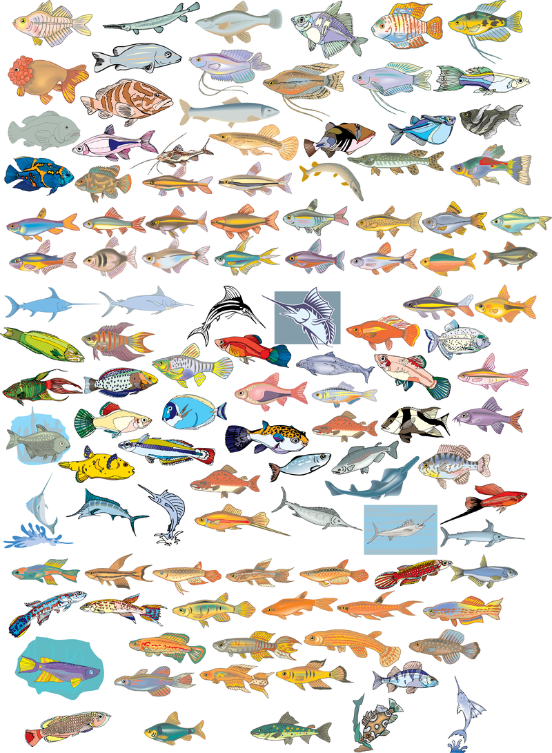 Gran colección de vectores de diferentes peces