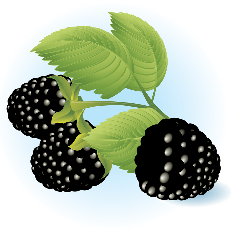Kostenlose Dewberries Vector Illustration