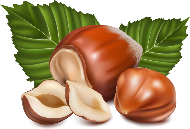 Some Nuts Vector Some Nuts Vector