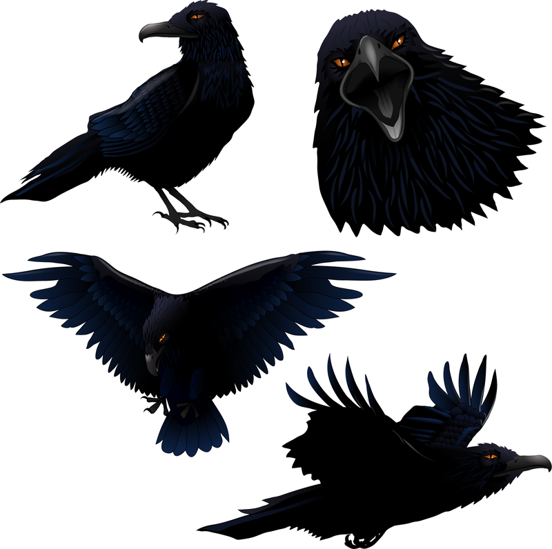 Conjunto de corvo ilustrado