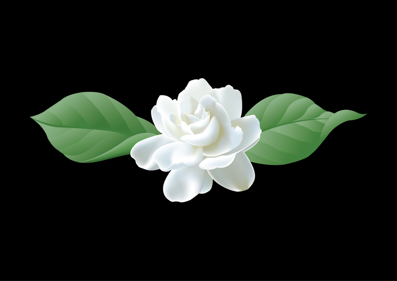 Vector Jasmine Original Vector Jasmine Original