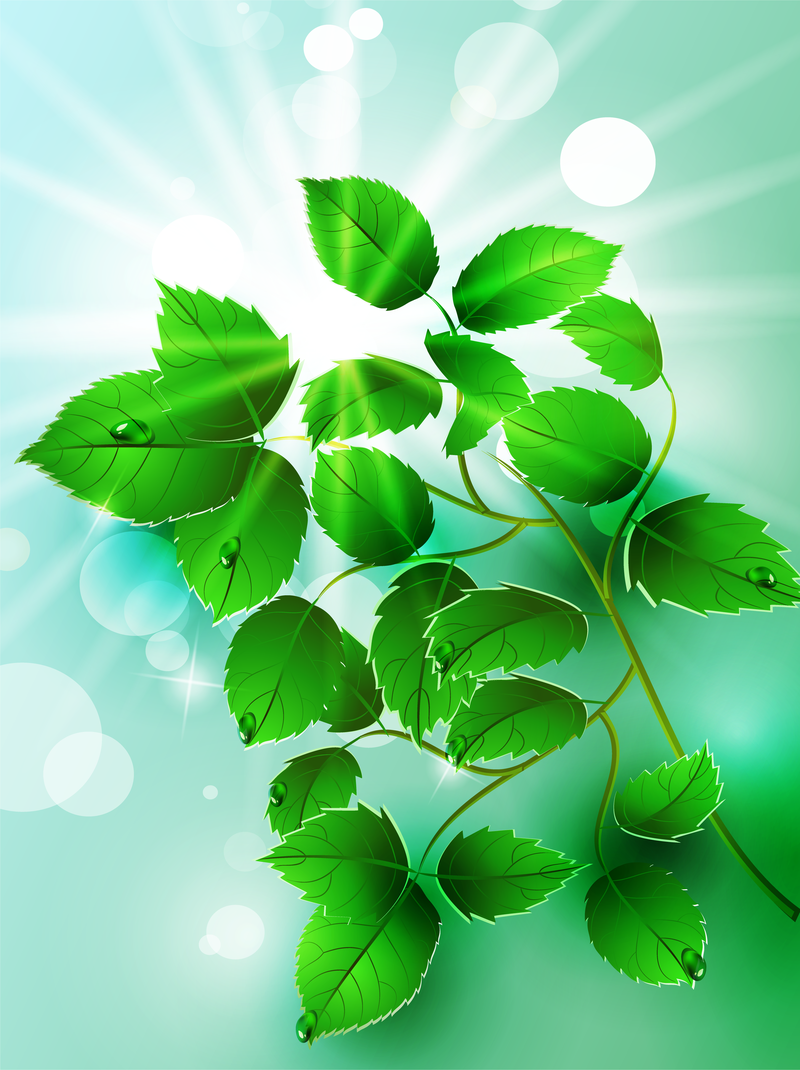 Hermoso vector de hojas de color verde claro