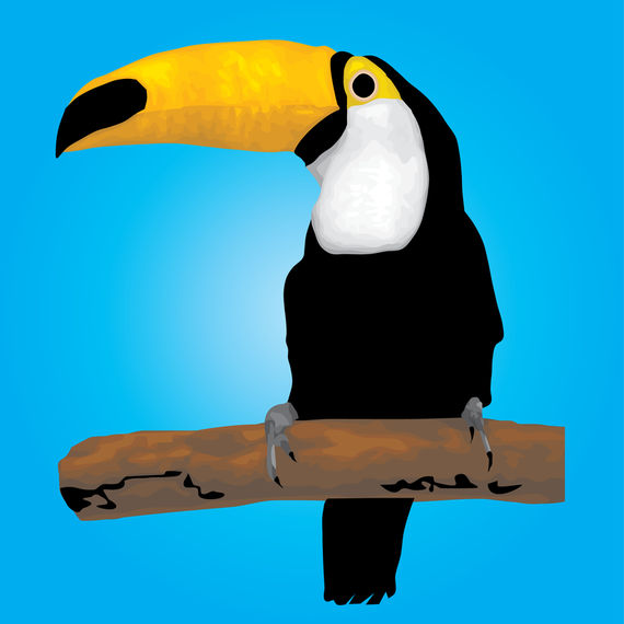 Pássaro Tucano Pássaro Tucano
