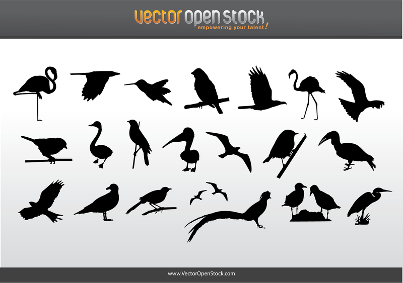 Bird Collection Bird Collection