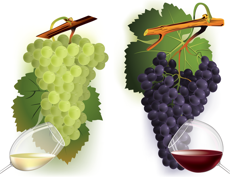 Vector de vino y uvas 2 2