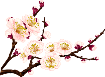 Plum Vector