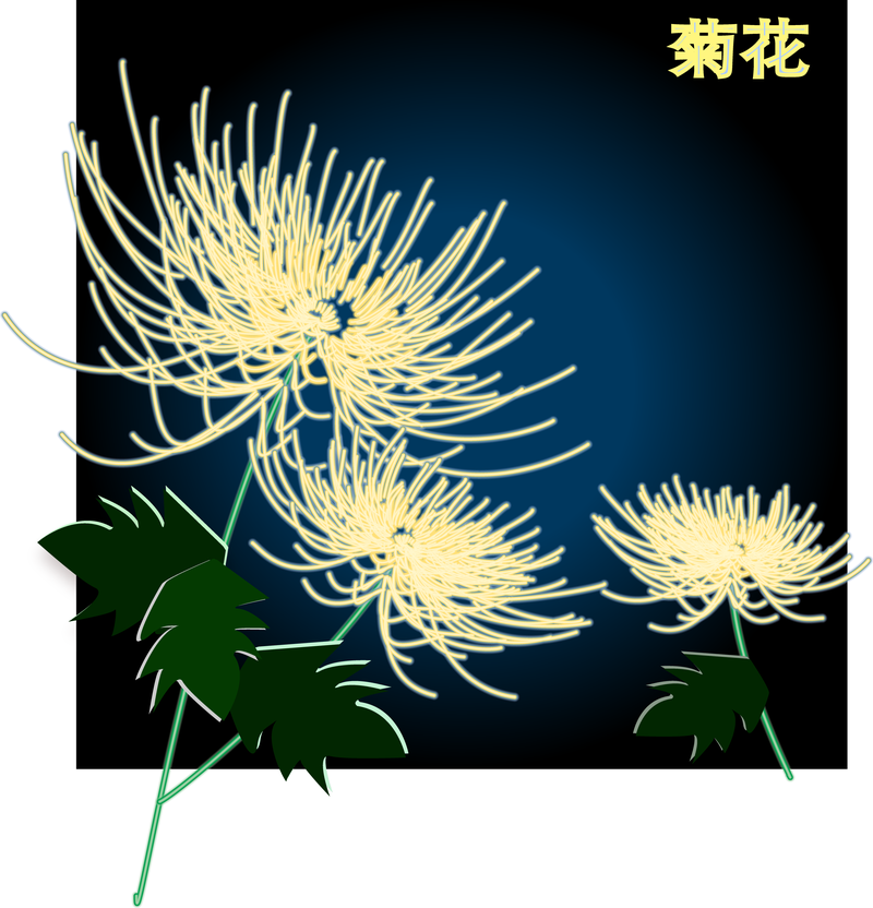 Exquisito vector de crisantemo