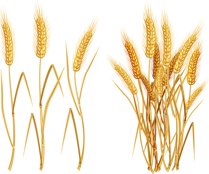 Yellow Wheat 03 Vector Yellow Wheat 03 Vector