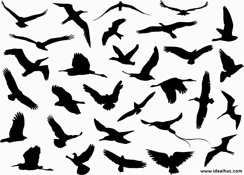 Siluetas vectoriales de aves voladoras