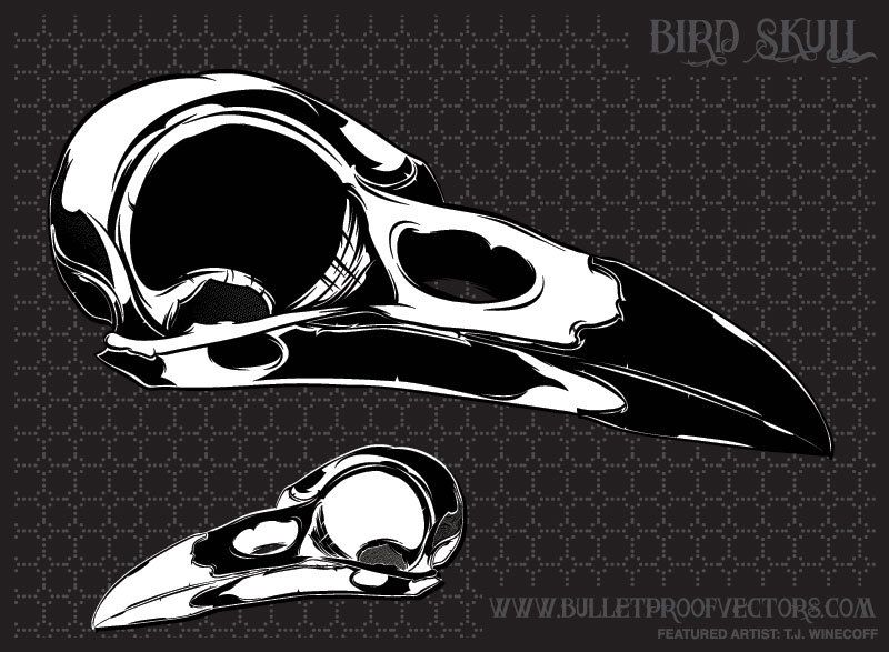Illustrated Bird Skull - Vector Download