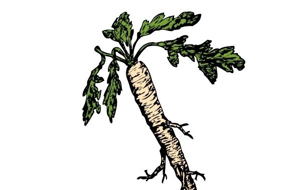 Clip-art da raiz da Salsify Food Plants
