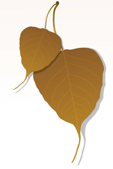 Close-up of Peepal Leaf Close-up of Peepal Leaf