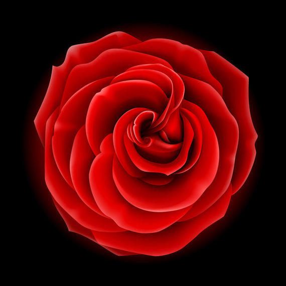 Realista flor llena rosa roja Realista flor llena rosa roja