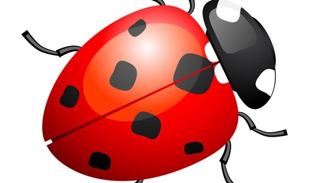 Download Cute ladybug or ladybird - Vector download