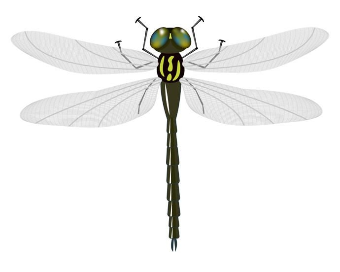 Vector Dragonfly Vector download
