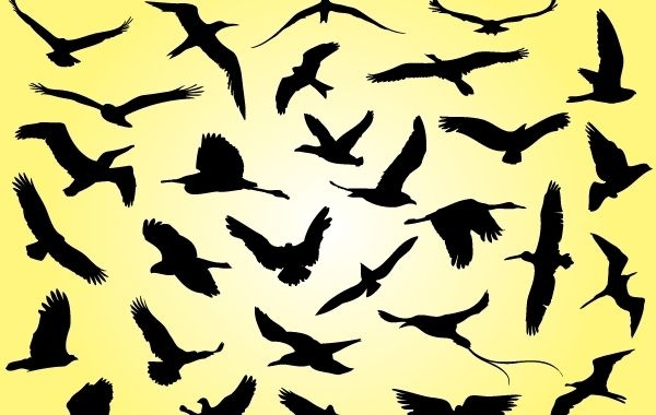 Silhueta de pássaros voando