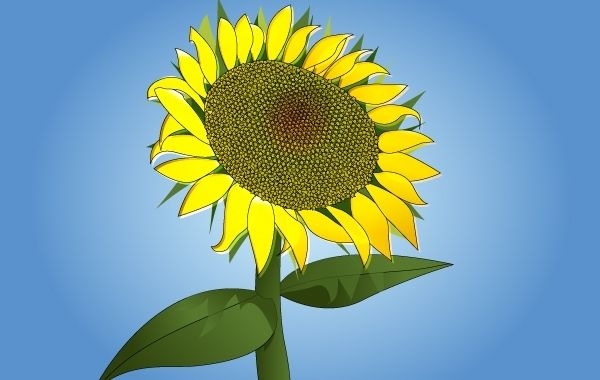 Fotorealistischer Sonnenblumenvektor