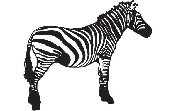Vector Zebra Vector Zebra
