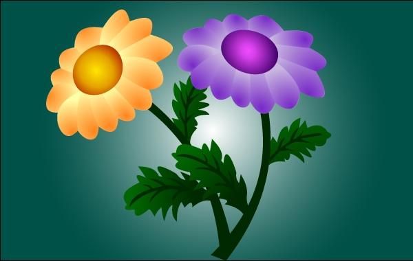 Chrysantheme Blumen Chrysantheme Blumen